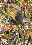 Gray Catbird 9321